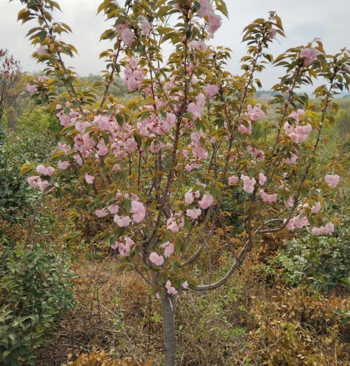 工程苗木樱花树苗批发